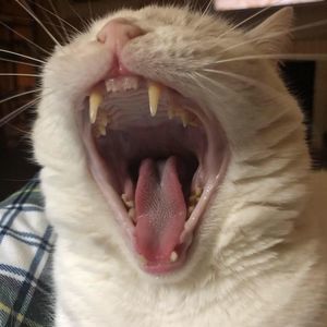 Meet your Posher, Le